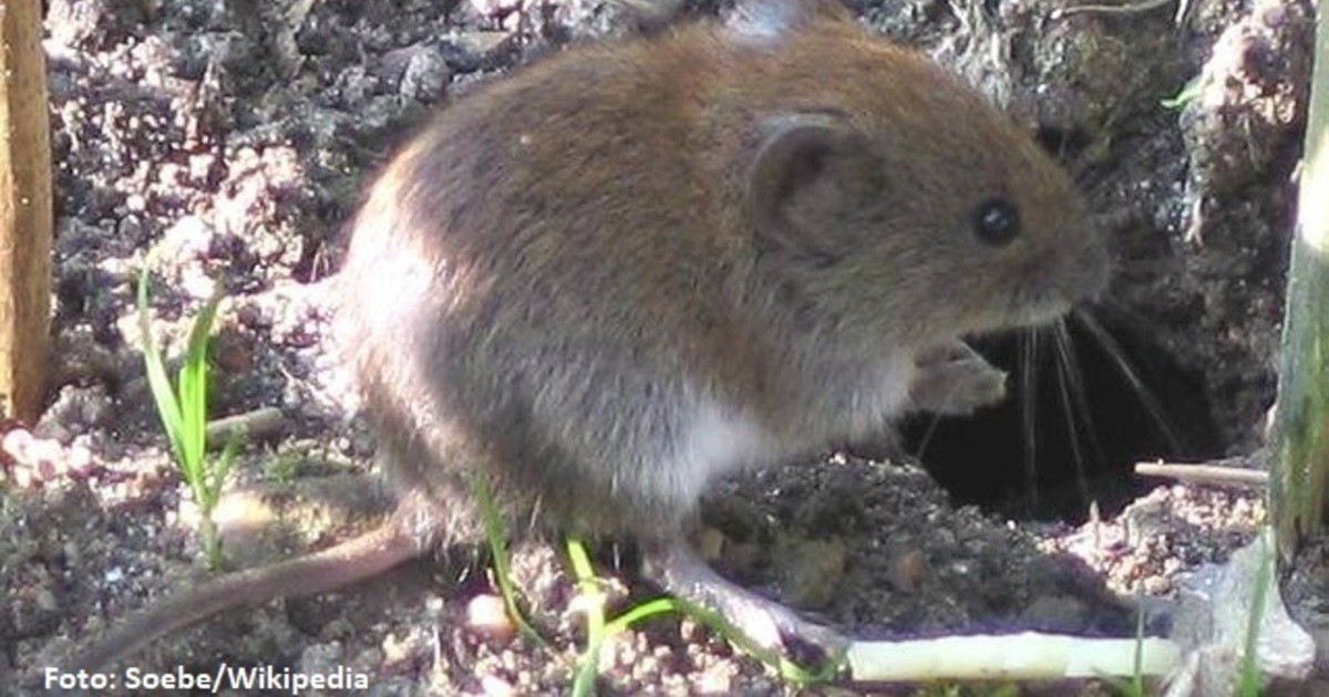 Pappenheim HantaVirus aufgetreten Radio 8